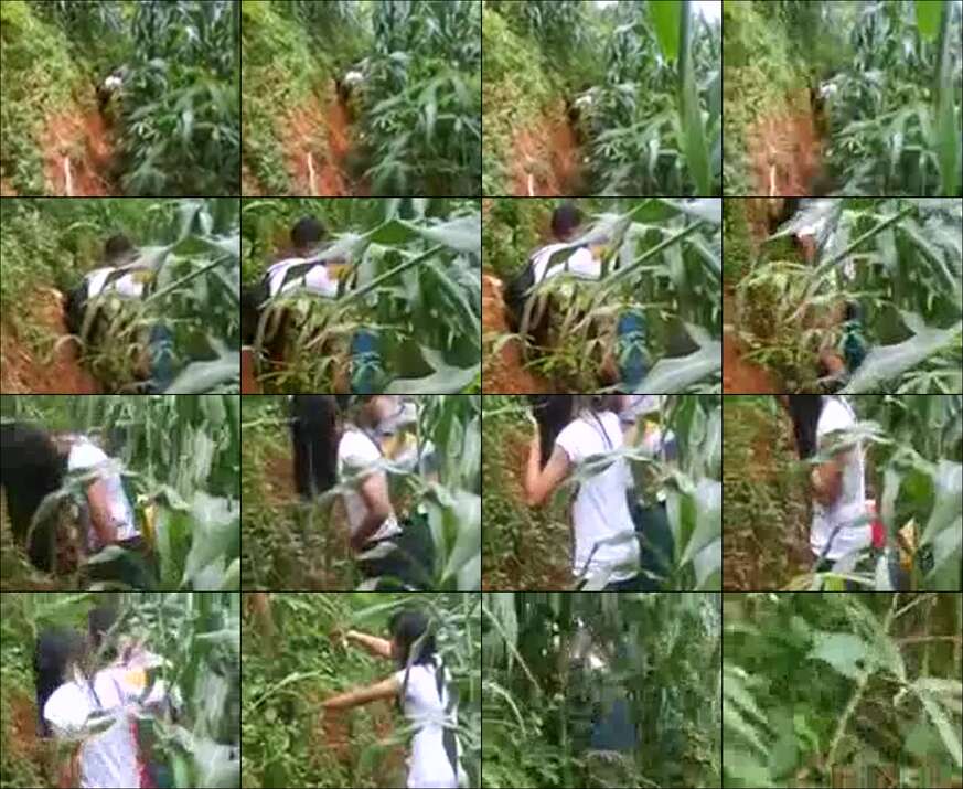 Bokep Terbaru Ngintip Abg Di Kebun Singkong